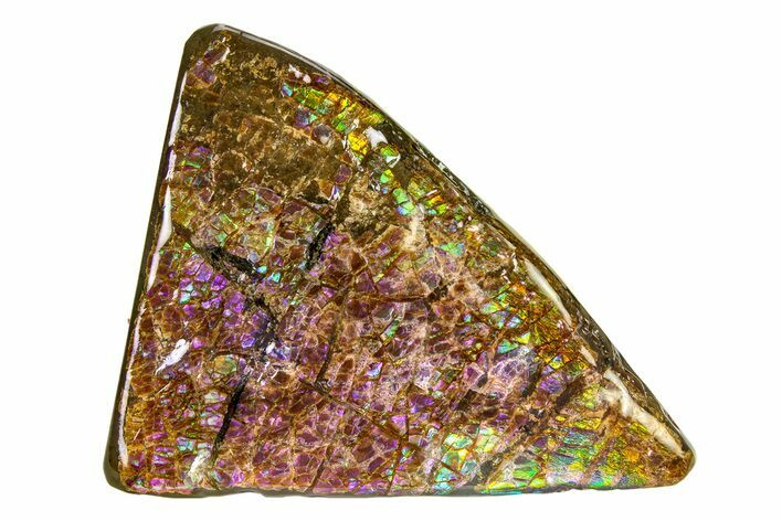 Flashy Ammolite (Fossil Ammonite Shell) - Rare Purples #336335